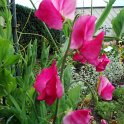 Lathyrus odoratus 'Mammouth' fleur